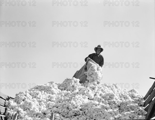 Cotton, San Joaquin Valley, California, 1936. Creator: Dorothea Lange.