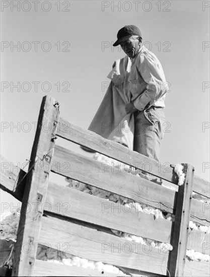 Loading cotton, Southern San Joaquin Valley, California, 1936. Creator: Dorothea Lange.