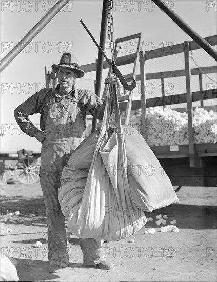 Weighing in cotton, Southern San Joaquin Valley, California, 1936. Creator: Dorothea Lange.