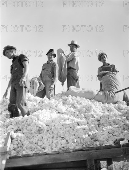 Loading cotton, Southern San Joaquin Valley, California, 1936. Creator: Dorothea Lange.