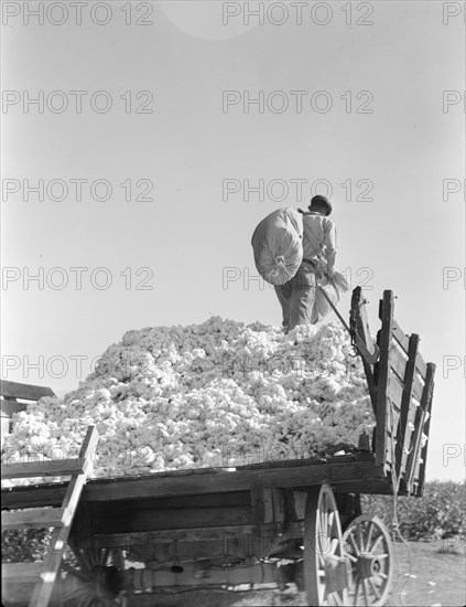 Loading cotton, Southern San Joaquin Valley, California, 1936. Creator: Dorothea Lange.