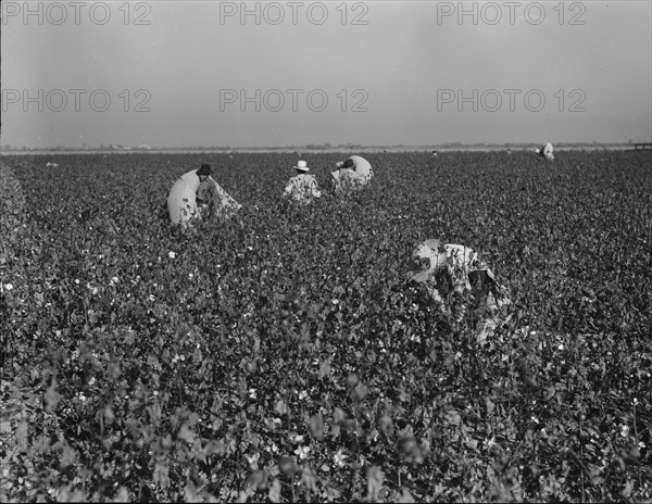 Cotton pickers at work in the southern San Joaquin Valley, California, 1936. Creator: Dorothea Lange.