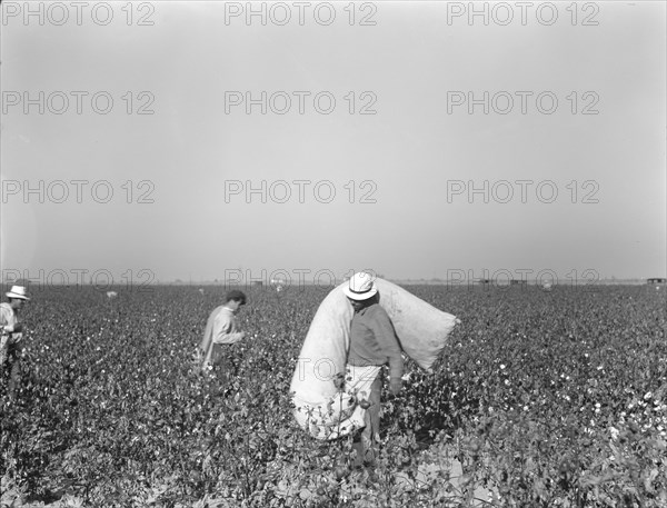 Pickers in cotton field, Southern San Joaquin Valley, California, 1936. Creator: Dorothea Lange.