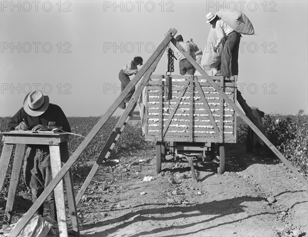 Loading cotton, San Joaquin Valley, California, 1936. Creator: Dorothea Lange.