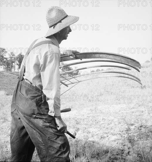 Cradling wheat near Christianburg, Virginia, 1936. Creator: Dorothea Lange.