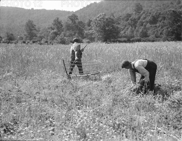 Men cradling wheat in eastern Virginia near Sperryville, 1936. Creator: Dorothea Lange.