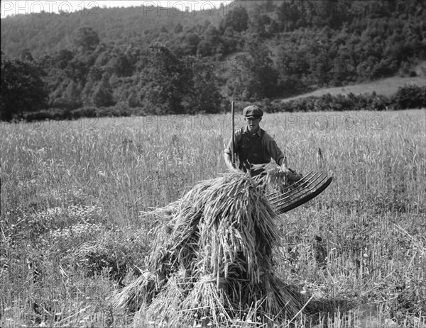 Cradling wheat near Sperryville, Virginia, 1936. Creator: Dorothea Lange.