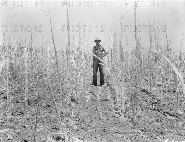 Corn, drought-stricken and eaten off by grasshoppers. Near Russelville, Arkansas, 1936. Creator: Dorothea Lange.