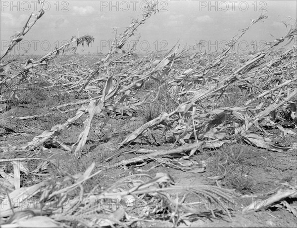 [Untitled, possibly related to: Corn, dried up..., between Dallas and Waco, Texas], 1936. Creator: Dorothea Lange.