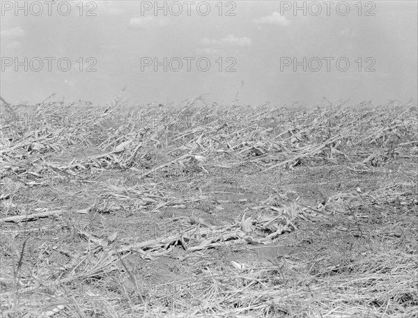 [Untitled, possibly related to: Corn, dried up..., between Dallas and Waco, Texas, 1936. Creator: Dorothea Lange.