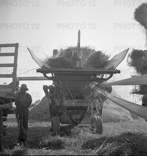 The threshing of oats, Clayton, Indiana, south of Indianapolis, 1936 Creator: Dorothea Lange.