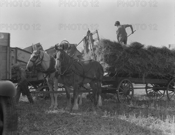 The threshing of oats, Clayton, Indiana, south of Indianapolis, 1936 Creator: Dorothea Lange.