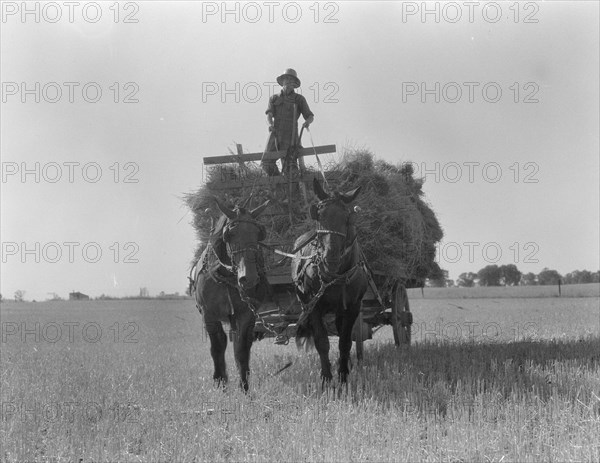 The threshing of oats, Clayton, Indiana, south of Indianapolis, 1936 Creator: Dorothea Lange.