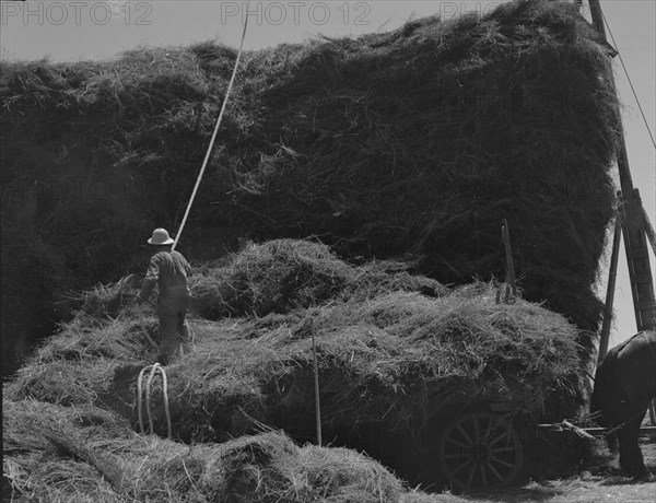 The threshing of oats, Clayton, Indiana, south of Indianapolis, 1936 Creator: Dorothea Lange.