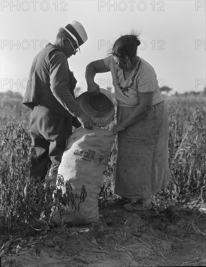 Mexican townfolk sacking peppers near Stockton, California, 1936. Creator: Dorothea Lange.