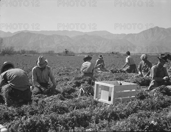 Carrot pullers from Texas, Oklahoma, Missouri, Arkansas and Mexico in California, 1937. Creator: Dorothea Lange.