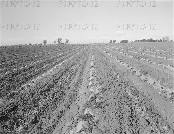 Capped cantaloupe, Imperial Valley, California, 1937. Creator: Dorothea Lange.