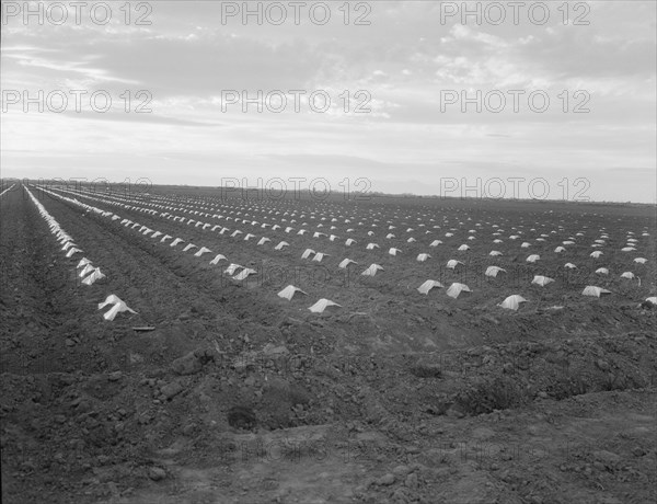 Capped cantaloupe, Imperial Valley, California, 1937. Creator: Dorothea Lange.