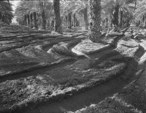 Date palms, Coachella Valley, California, 1937. Creator: Dorothea Lange.