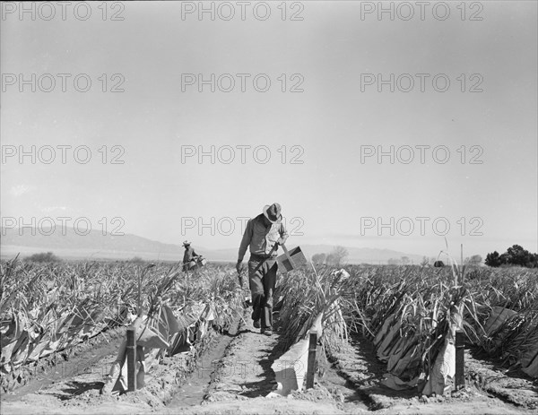 Replanting chili plants on a Japanese-owned ranch, desert agriculture, Imperial Valley, CA, 1937. Creator: Dorothea Lange.