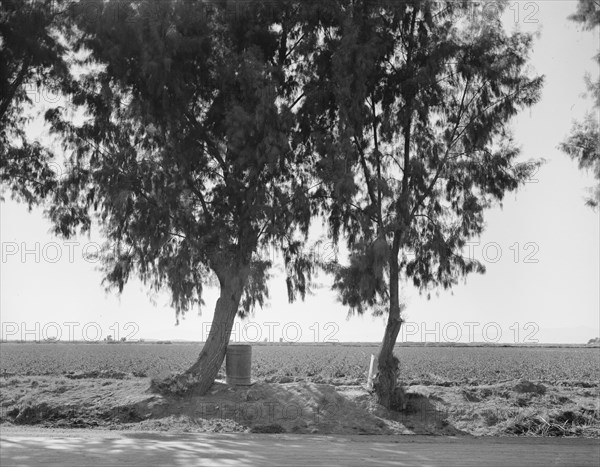 Pea fields of the Imperial Valley, California, 1937. Creator: Dorothea Lange.