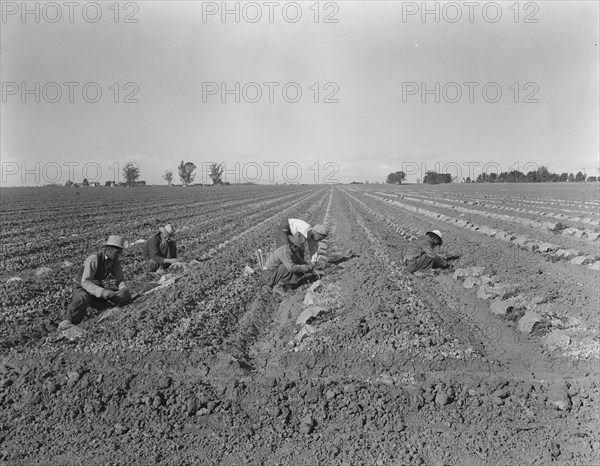 Mexican gang of migratory laborers under a Japanese field boss, Imperial Valley, California, 1937. Creator: Dorothea Lange.