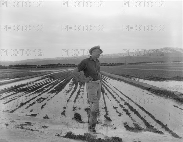 Field worker irrigating alfalfa and barley fields, Near Indio, Coachella Valley, California, 1937. Creator: Dorothea Lange.