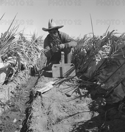 Replanting chili plants on a Japanese-owned ranch, desert agriculture, Imperial Valley, CA, 1937. Creator: Dorothea Lange.