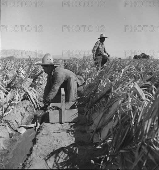 Replanting chili plants on a Japanese-owned ranch, desert agriculture, Imperial Valley, CA, 1937. Creator: Dorothea Lange.