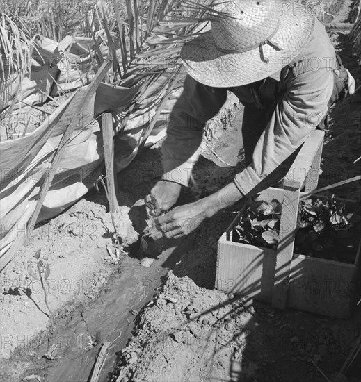 Replanting chili plants on a Japanese-owned ranch, desert agriculture, Imperial Valley, CA, 1937. Creator: Dorothea Lange.
