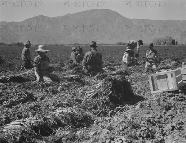 Carrot pullers from Texas, Oklahoma, Missouri, Arkansas and Mexico in Coachella Valley, CA, 1937. Creator: Dorothea Lange.