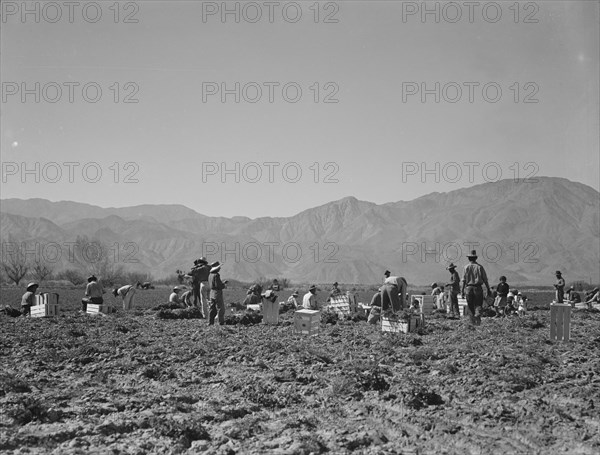 Carrot pullers from Texas, Oklahoma, Missouri, Arkansas and Mexico in Coachella Valley, CA, 1937. Creator: Dorothea Lange.