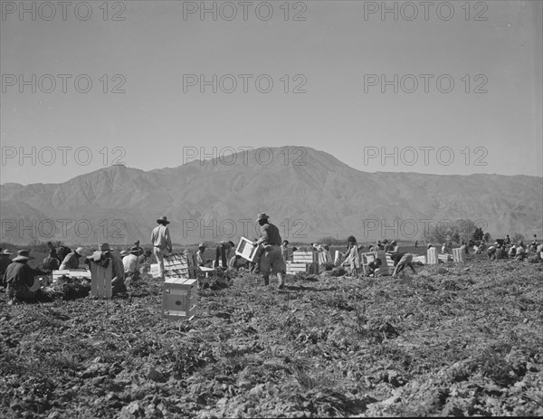 Carrot pullers from Texas, Oklahoma, Missouri, Arkansas and Mexico in Coachella Valley, CA, 1937. Creator: Dorothea Lange.