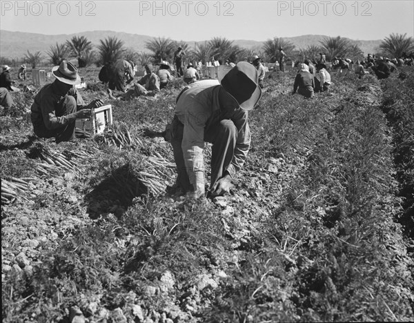 Carrot pullers from Texas, Oklahoma, Missouri, Arkansas and Mexico in Coachella Valley, CA, 1937. Creator: Dorothea Lange.