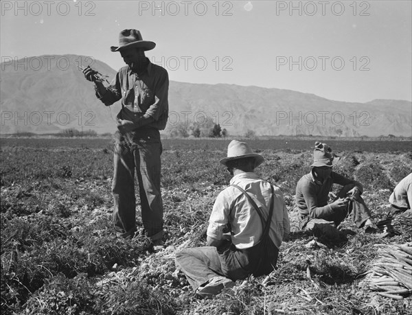 Carrot pullers from Texas, Oklahoma, Missouri, Arkansas and Mexico in Coachella Valley, CA, 1937. Creator: Dorothea Lange.