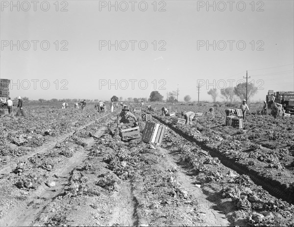 Lettuce cutting in the Imperial Valley, California, 1937. Creator: Dorothea Lange.