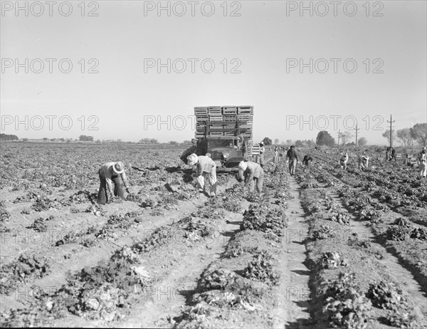 Lettuce cutting in the Imperial Valley, California, 1937. Creator: Dorothea Lange.