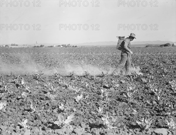 Dusting cauliflower plants near Santa Maria, California, 1937. Creator: Dorothea Lange.