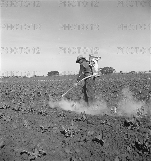 Dusting cauliflower plants near Santa Maria, California, 1937. Creator: Dorothea Lange.