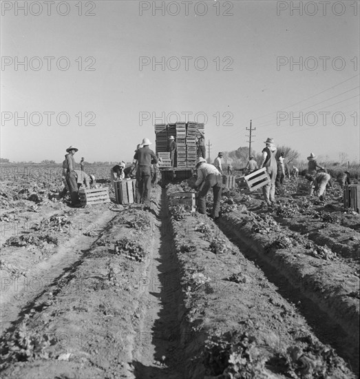 Filipino crew of fifty-five boys cutting and loading lettuce, Imperial Valley, California, 1937. Creator: Dorothea Lange.