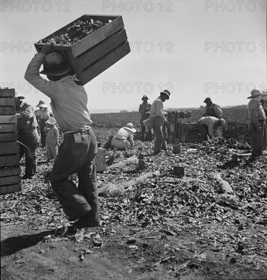 Carrot pullers from Texas, Oklahoma, Arkansas, Missouri and Mexico in Coachella Valley, CA, 1937. Creator: Dorothea Lange.