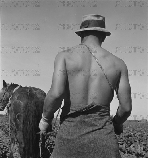 Cauliflower fields, Spring plowing, Guadalupe, California., 1937. Creator: Dorothea Lange.