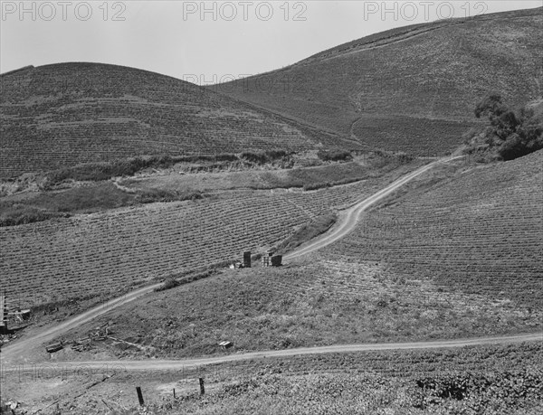 The pea fields of the California coast, 1937. Creator: Dorothea Lange.