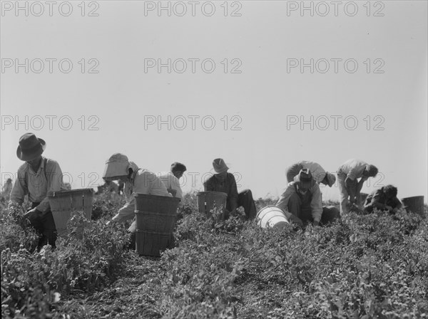 Harvesting peas requires...migratory labor, Nipomo, CA, 1937. Creator: Dorothea Lange.