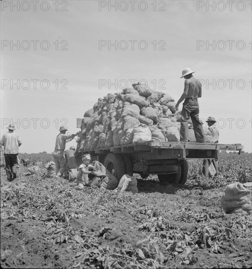 Truck being loaded as it goes down the rows, Shafter, California, 1937. Creator: Dorothea Lange.