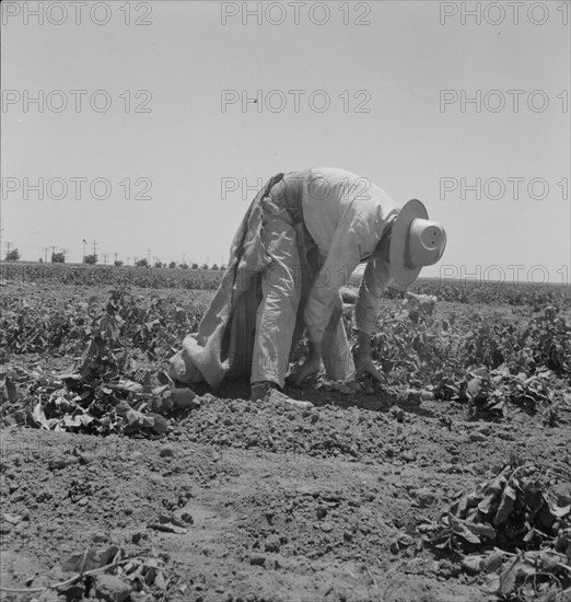 Migrant agricultural worker picking potatoes near Shafter, California, 1937. Creator: Dorothea Lange.