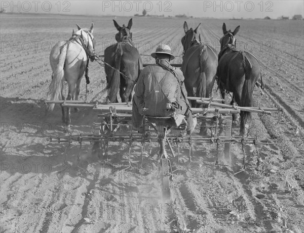 Cultivating beans with a four-row cultivator, near Santa Ana, California, 1937. Creator: Dorothea Lange.