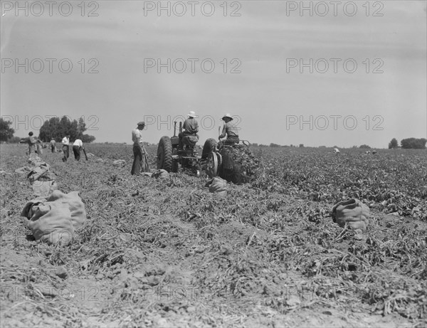 Mechanical potato digger in the field, Shafter, California, 1937. Creator: Dorothea Lange.