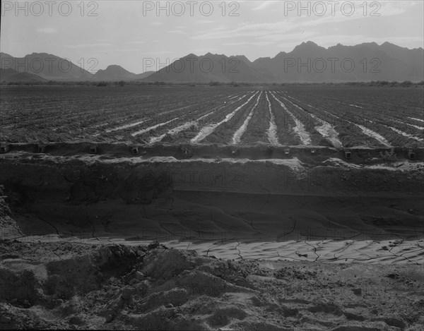 Irrigated fields of Acala cotton seventy miles from Phoenix, Arizona, 1937. Creator: Dorothea Lange.