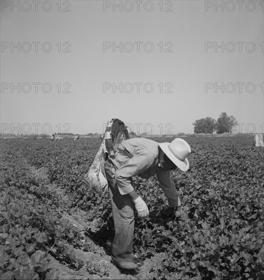 Mexican picking cantaloupes in the Imperial Valley, California, 1937. Creator: Dorothea Lange.